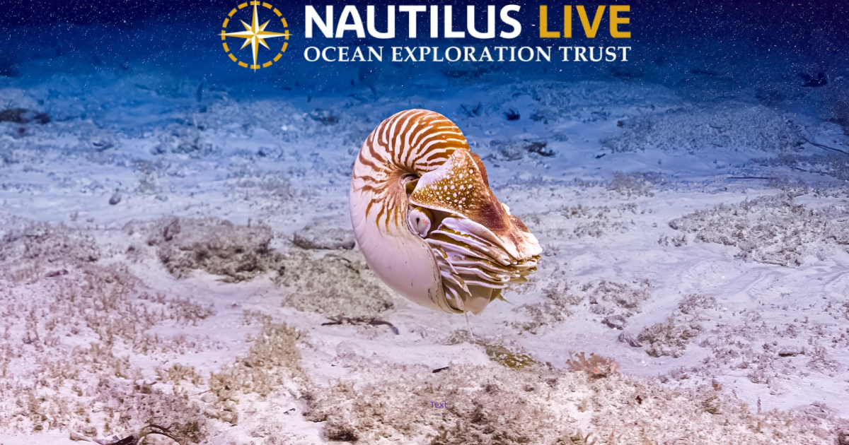 First nautiloids spotted from E/V Nautilus on last dive of season